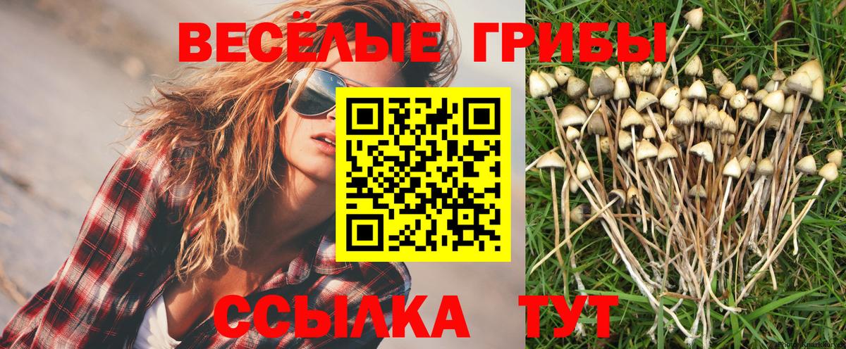 Псилоцибиновые грибы Psilocybe Рыбинск